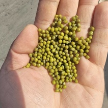 埃塞小颗粒芽豆