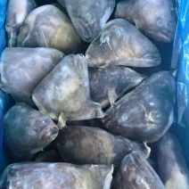 品名：500/700鲽鱼头规格：一件30斤，25/26个