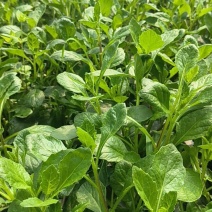 白凤菜（片仔癀草）