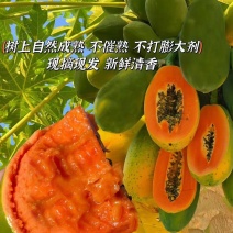 海南红心木瓜货源充足全国发货对接批发商可视频看货