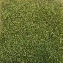 苔藓