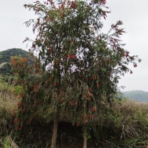 串钱柳（红千层）