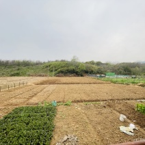 出租田地