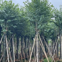 宫粉紫荆骨架10-25，各种规格，大量低价出售