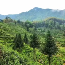 黄山毛峰明前茶