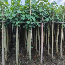 黄瑾1-30分，各种规格，大量低价出售