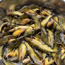 黄辣丁