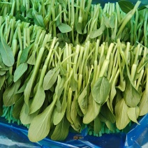 大棚直供新鲜鸡毛菜长期供货量大从优蔬菜批发