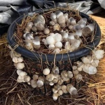 草菇出菇套装含1斤菌种5斤发酵好的培养料到家播种坐等出菇