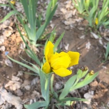 鸢尾花苗