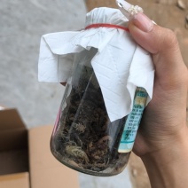 活蝎子