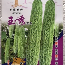 苦瓜种子玉秀早熟好品质绿白苦瓜杂交品种抗性强产量高
