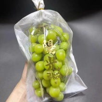 葡萄包装袋哈密瓜包装袋阳光玫瑰包装袋T型包装袋