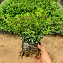 满天星20-50高，3斤袋7斤袋盆苗，各种规格，大量低价出售