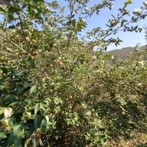 山茶油
