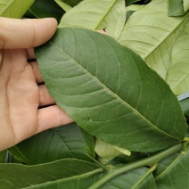 广东香水柠檬柠檬叶
