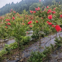 红千层