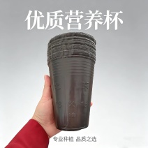 13*16加高树苗杯，营养杯厂家直销