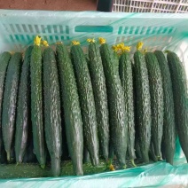 江苏精品密刺黄瓜！产地直发，量大从优！欢迎来电咨询！