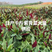 广西紫背菜大量供应