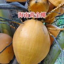 海南黄金椰子批发全国发货