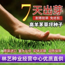 高羊茅种子优质草坪种子高羊茅低矮冷季型草坪籽高羊茅草