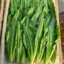 精品油麦，一手种植货源，欢迎需要的咨询选购，量大从优