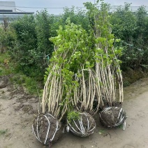 丛生紫荆冠幅1.8m、2m基地有量，欢迎来一亩田订购。