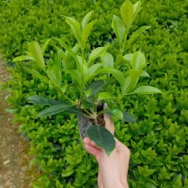 非洲茉莉7斤袋，10斤袋，白布袋，球形，塔形，各种规格出售