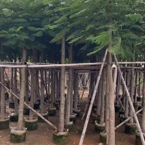 凤凰木3-15分，截杠，骨架，全冠，各种规格，大量现货