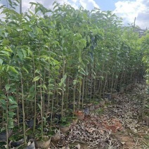 沉香苗20-280高，小苗，大苗，各种规格，大量现货