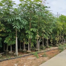 桃花心木3-5公分原生全冠苗