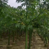 美丽木棉2-20分，原生苗，移植苗，大量现货