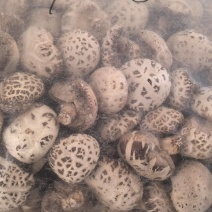 产地一手货源主要香菇花菇批发