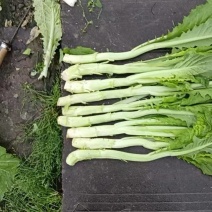 棒棒菜笋菜浙江本地腌制厂专用自家
