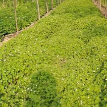 酢浆草（大田）