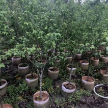 青梅2-5公分出售自家果苗基地