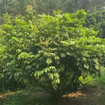 黄皮树