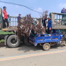 5公分榆叶梅