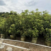 四季桂花1-5分，各种规格，大量现货，欢迎咨询