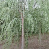 8公分垂柳