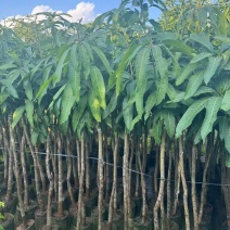 金煌芒3-8公分出售自家果苗基地直销