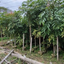 出售桃花心木3－5公分