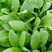 鸡毛菜
