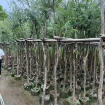 红千层3－8分出售