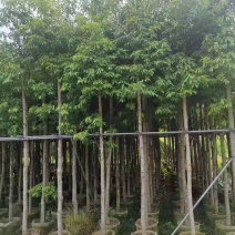 金丝楠木5－8分出售