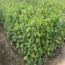 炮仗花80－150