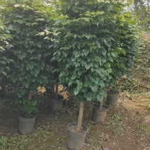 幸福树