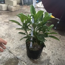 非洲茉莉3－7－10斤袋出售