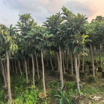 枇杷3-8公分出手自家果苗基地直销